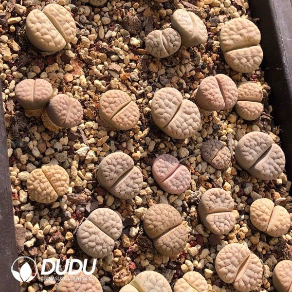 Lithops gracilide. v. gracilide.(500+ pieces) - Image 1