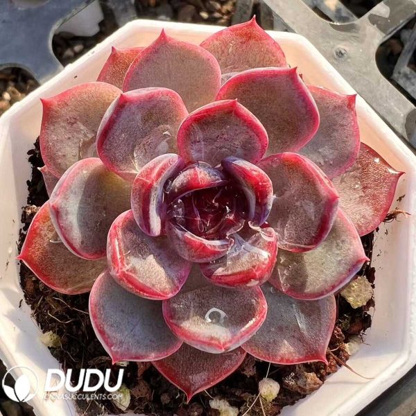 e201-40.jpg Echeveria Blueberry - Image 1