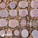 Lithops gracilide. v. gracilide. (500+ pieces)
