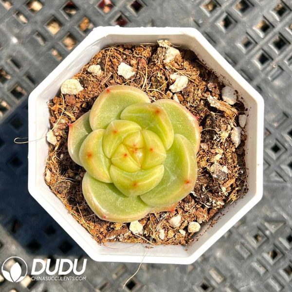 Echeveria Sunny Doll - Image 1