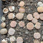 Lithops gracilidelineata ssp. gracilide. v. gracilide. C374(500+pieces)