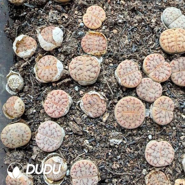Lithops gracilidelineata ssp. gracilide. v. gracilide. C374(500+pieces) - Image 1