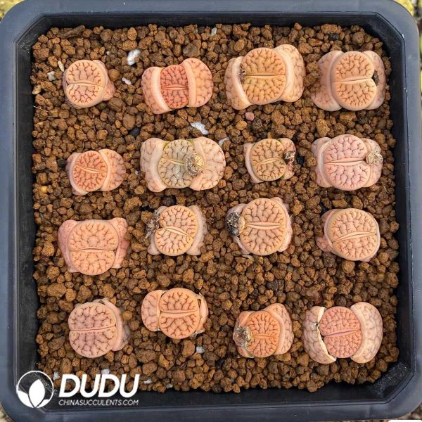 Lithops gracilidelineata ssp. brandbergensis C383(500+pieces) - Image 1