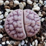 Lithops gracilidelineata ssp. brandbergensis C394(500+pieces)