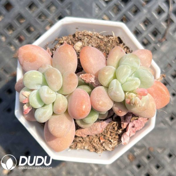 e201-44.jpg Graptopetalum Mulan Poems Double Head - Image 1