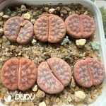 Lithops gracilidelineata ssp. gracilide. v. gracilide.
'Caf?? au Lait' Cultivar C309A(500+pieces)