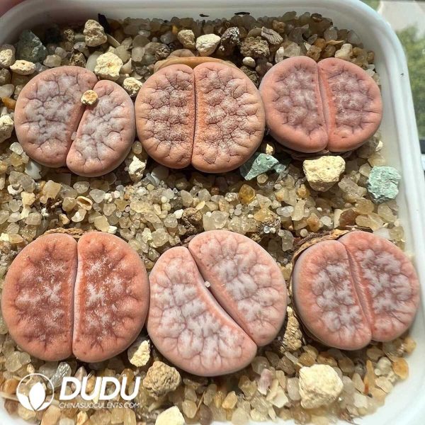Lithops gracilidelineata ssp. gracilide. v. gracilide.
'Caf?? au Lait' Cultivar C309A(500+pieces) - Image 1