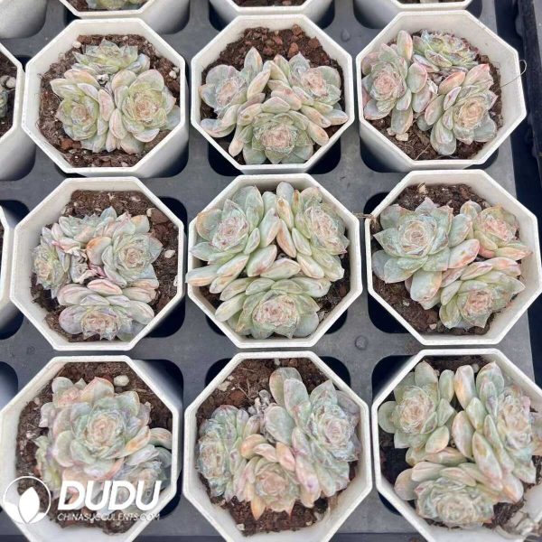 Echeveria Fig Tea Clustering - Image 1