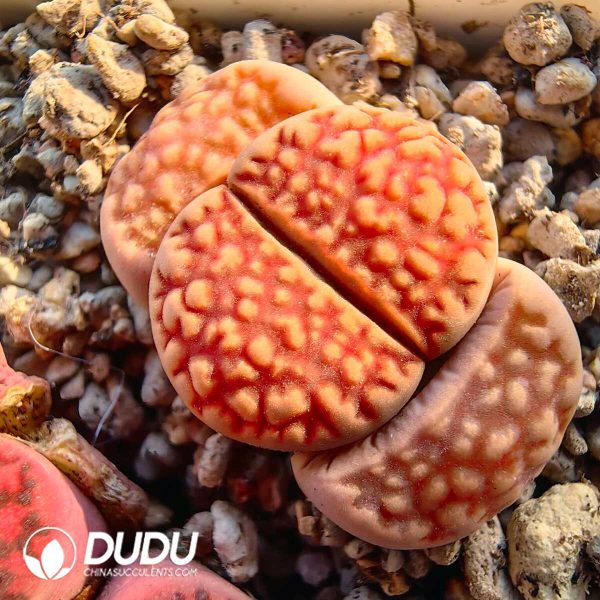 Lithops hallii v. ochracea C59(1000+pieces) - Image 1