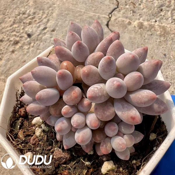 e201-46.jpg Pachyphytum Little Milk Bean Clustering - Image 1