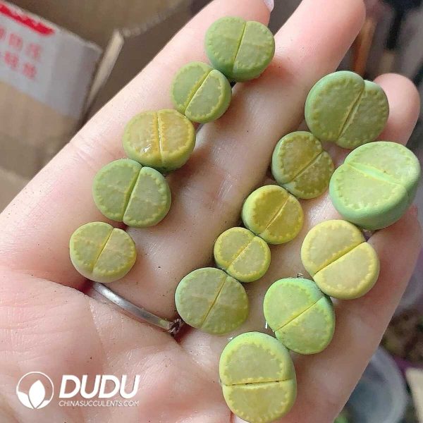 Lithops hallii v. ochracea C111(1000+pieces) - Image 1