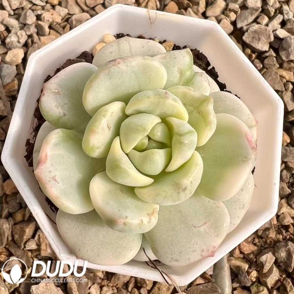 e201-47.jpg Echeveria Herb Variegated - Image 1