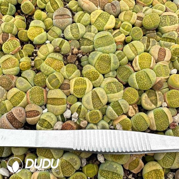 Lithops hallii v. ochracea 'Green Soapstone C111A(1000+pieces) - Image 1