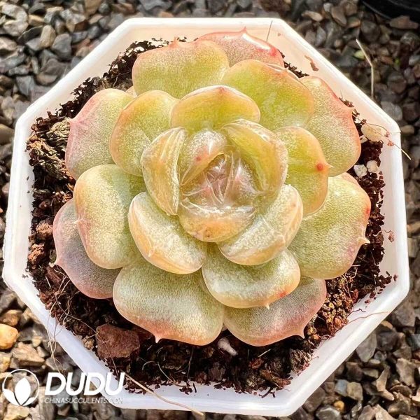 Echeveria Color Lovers - Image 1