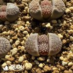 Lithops black hallii Grey S.S(1000+pieces)