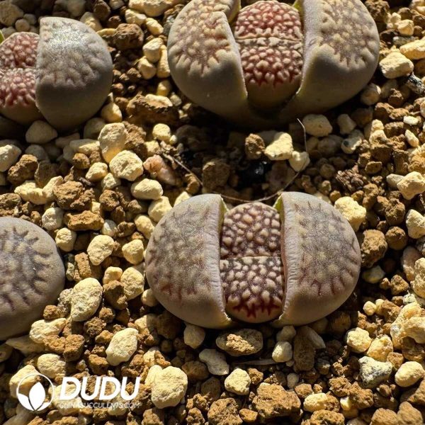 Lithops black hallii Grey S.S(1000+pieces) - Image 1
