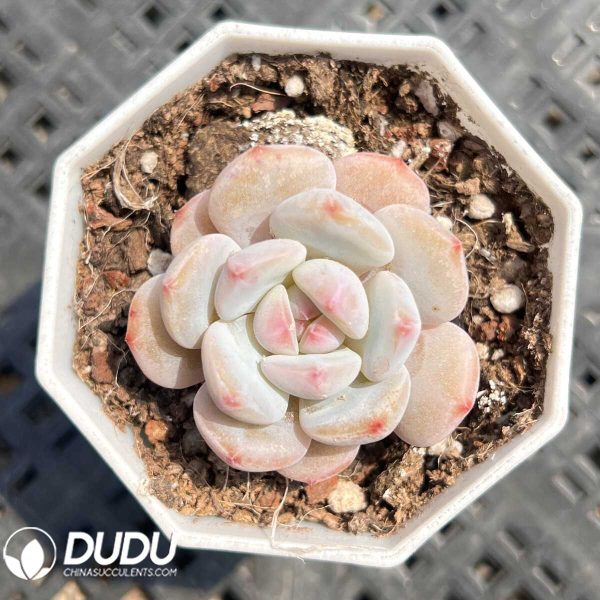 e201-49.jpg Echeveria Little Chestnut - Image 1