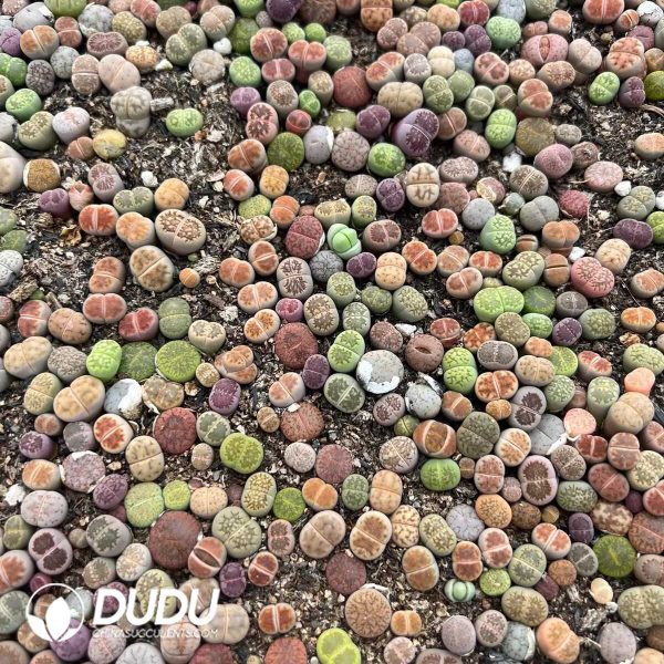 Lithops Mixed Varieties ??100000pcs?? - Image 1