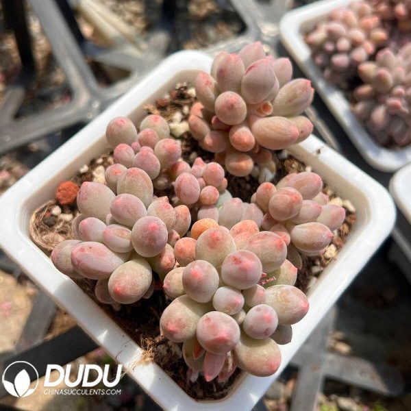 e201-5.jpg Pachyphytum Milk Beans Clustering - Image 1