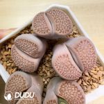 Lithops 1596.9(1000+pieces)