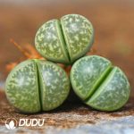 Lithops helmutii C271(1000+pieces)