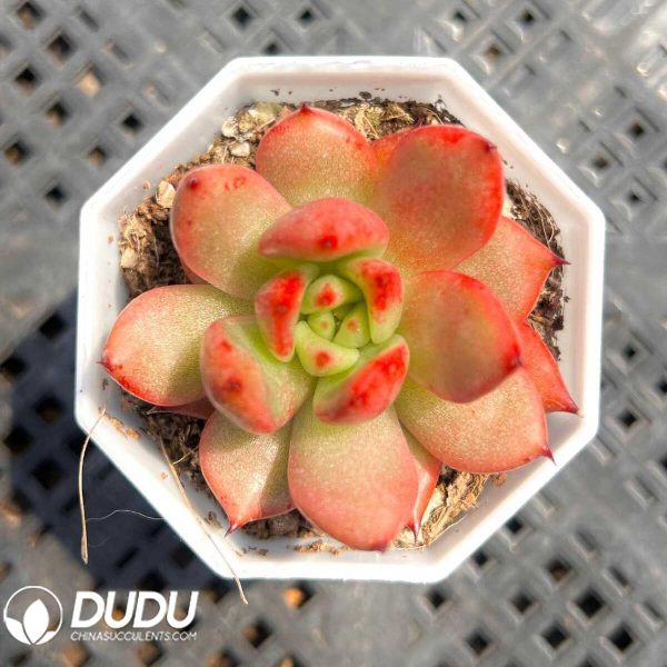 e201-51.jpg Echeveria Red Pearl - Image 1