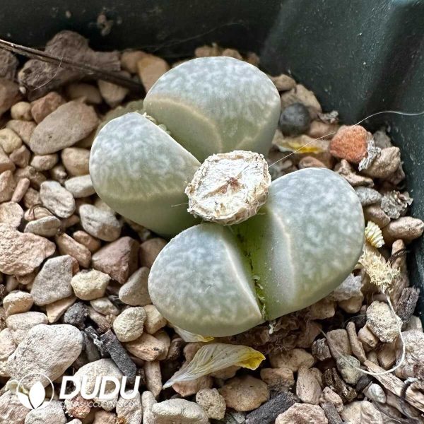 Lithops herrei C236(1000+pieces) - Image 1