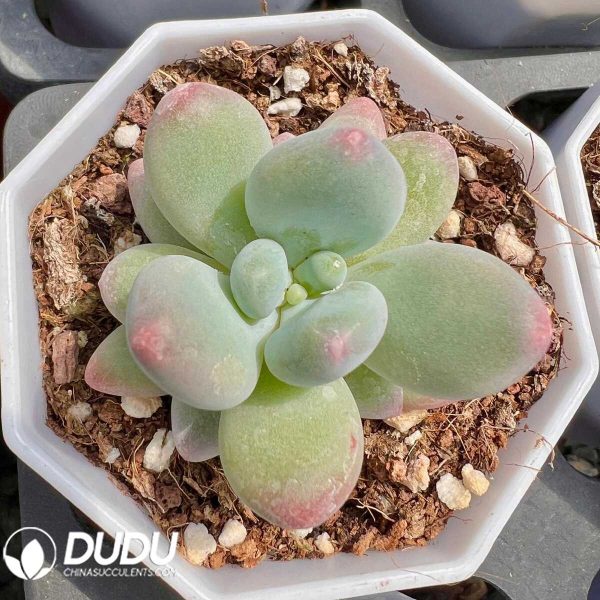 Pachyphytum Apple Cheese - Image 1