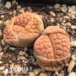 Lithops hookeri v. lutea C038(1000+pieces)