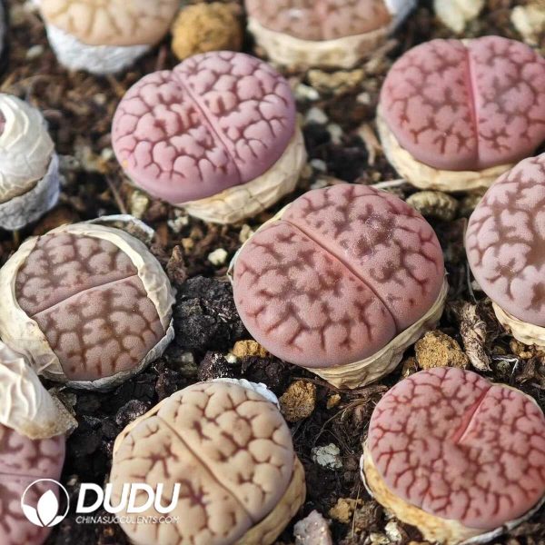 Lithops hookeri v. susannae C91(1000+pieces) - Image 1