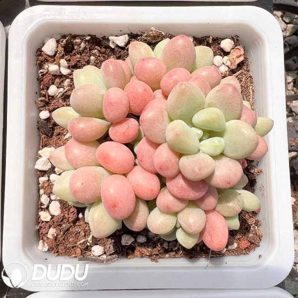 e201-54.jpg Graptopetalum Aurora Clustering - Image 1