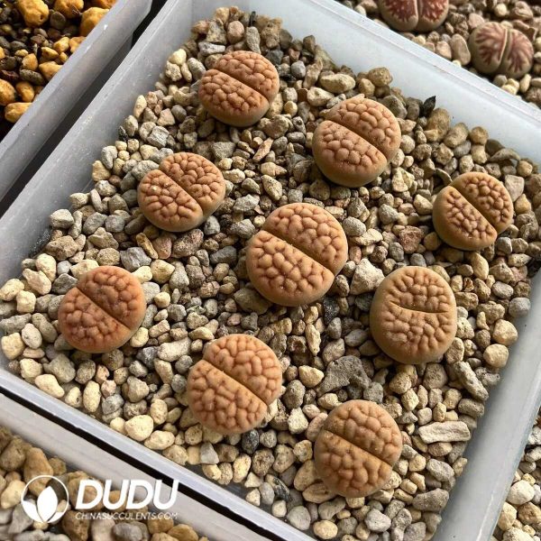 Lithops hookeri v. lutea C38A(500+pieces) - Image 1