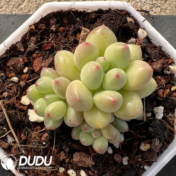 e201-55.jpg Pachyphytum Fairy Bean Clustering - Image 1