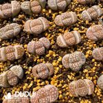 Lithops L.juli Fuscous form C63B(1000+pieces)