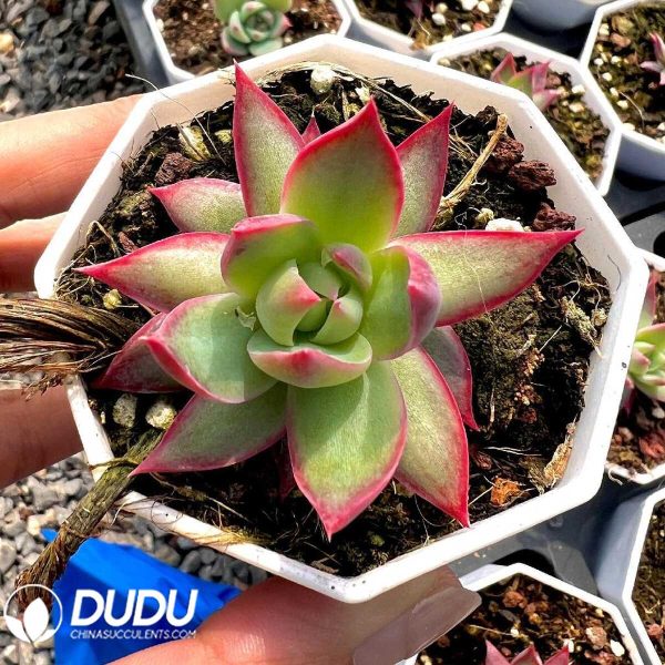 e201-56.jpg Echeveria Hillary - Image 1