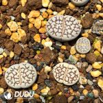Lithops L. julii ssp. julii reticulate form C64C(1000+pieces)