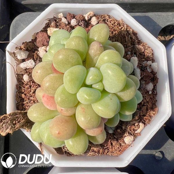 Graptopetalum Sweet Guava - Image 1
