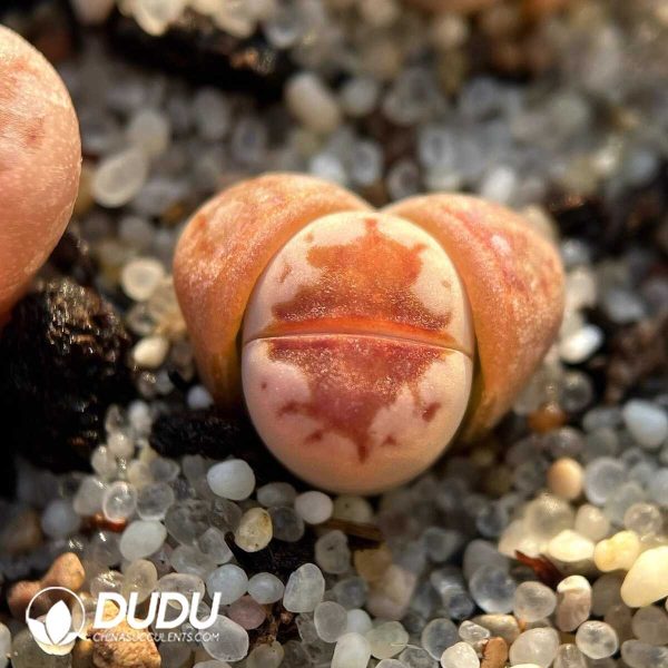 Lithops julii ssp. julii C183A(1000+pieces) - Image 1