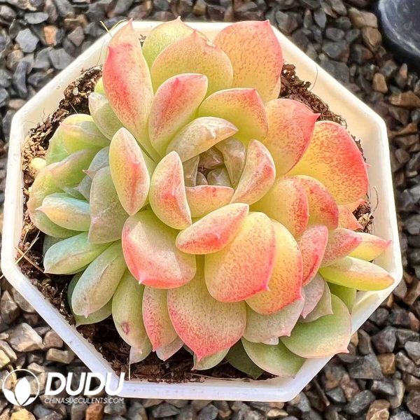 Echeveria Dreamy Bubbles Clustering - Image 1