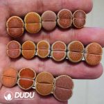 Lithops ssp. julii Orange Window C218(1000+pieces)