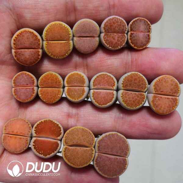 Lithops ssp. julii Orange Window C218(1000+pieces) - Image 1