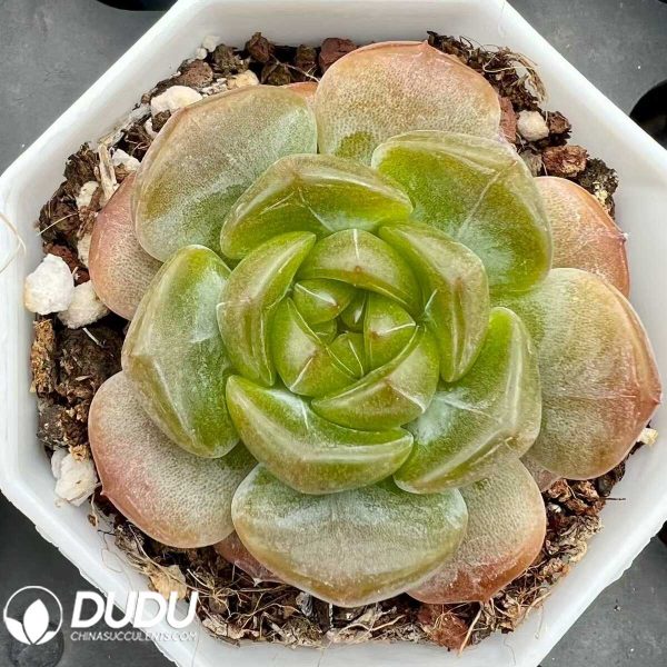 Echeveria Anne Rain - Image 1