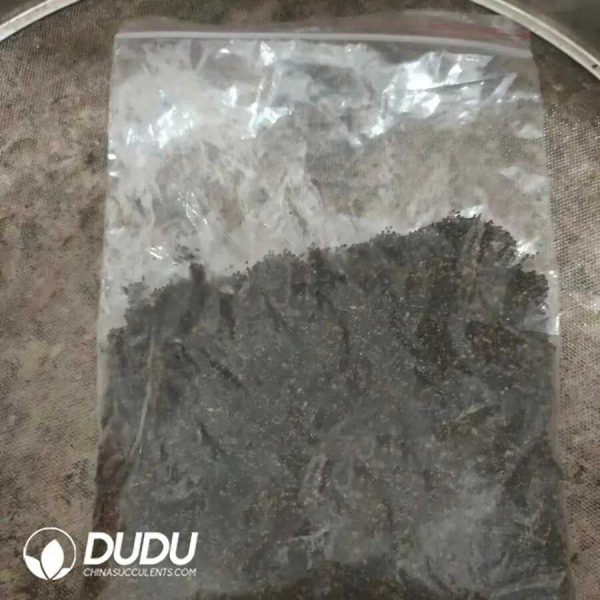 500Pcs Parodia scopa var. albispinus Seeds - Image 1