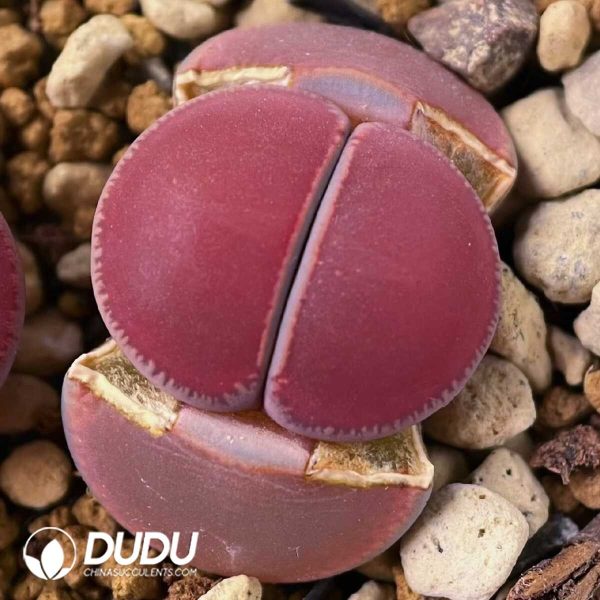 Lithops KO Aucampiae (1000+ pcs) - Image 1