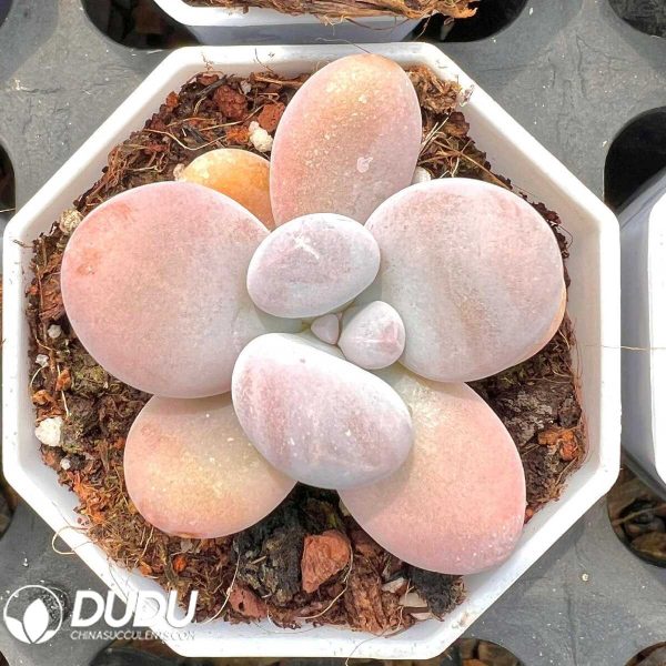 e201-6.jpg Pachyphytum oviferum - Image 1