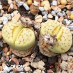 Lithops julii ssp. julii Peppermint Creme C297A(1000+pieces)