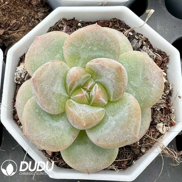 Echeveria Songluo - Image 1