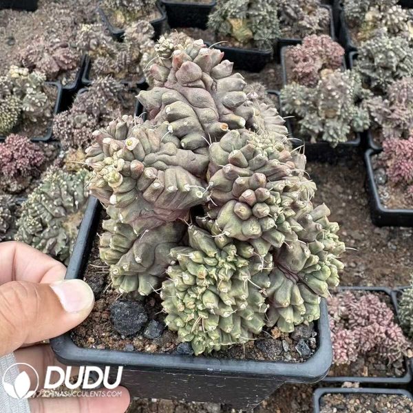 (Grafted)Ariocarpus fissuratus Clustering - Image 1