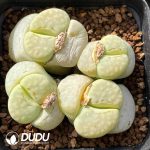 Lithops L. julii ssp. julii Peppermint Creme C349A(1000+pieces)