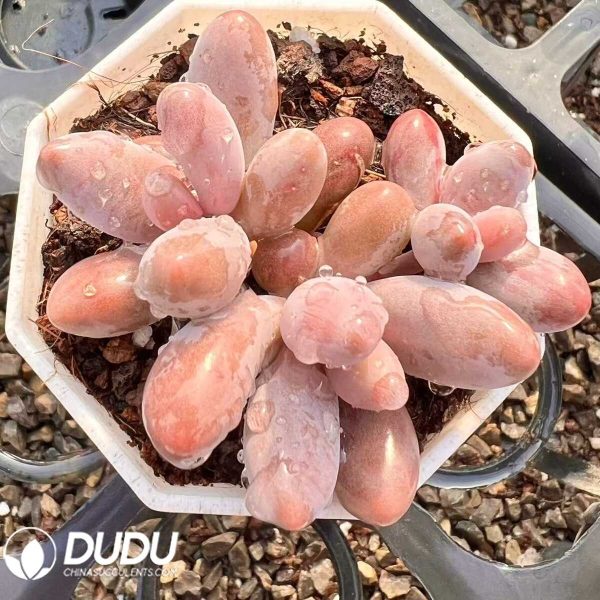 e201-61.jpg Pachyphytum Red Peony - Image 1